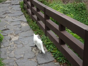 DSC03295_R