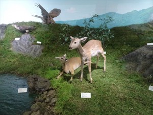 DSC03340_R