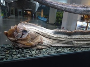 DSC03377_R
